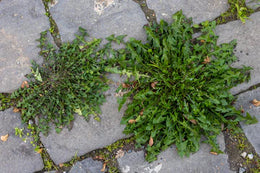weed-image