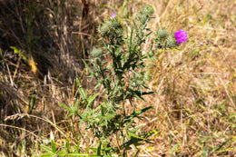 weed-image